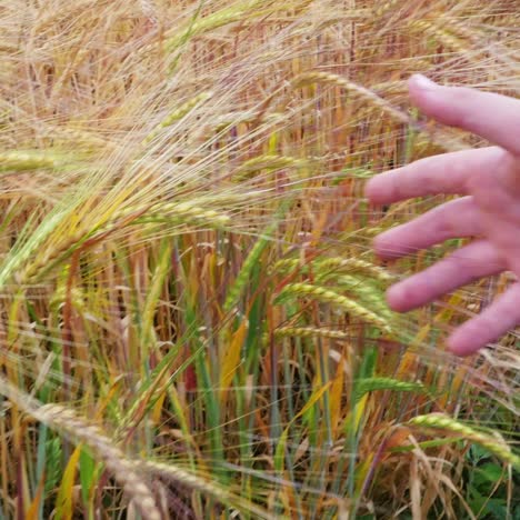 children hand running through wheat 4k