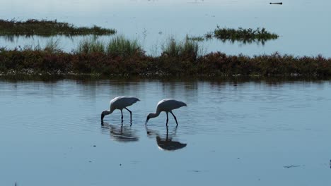 pájaros de espátula real vadeando en aguas poco profundas del lago y buscando presas
