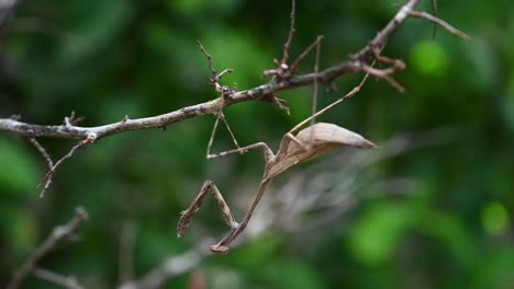 Peacock-Mantis,-Pseudempusa-pinnapavonis,-hanging-upside-down-facing-to-the-left-as-it-looks-like-a-twig,-then-shakes-with-the-twig-after-feeling-some-wind-blowing