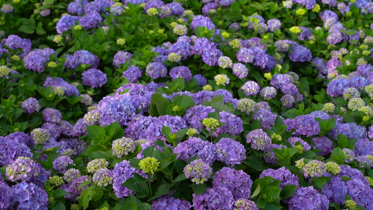 cerca de hermosas hortensias ondeando suavemente en el viento por las montañas en japón