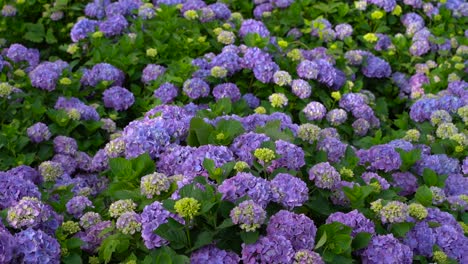 close up of beautiful hydrangeas gently waving in the wind by the mountains in japan