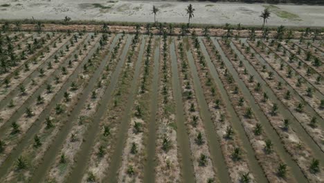 aerial view of a palm tree plantation with irrigation channels