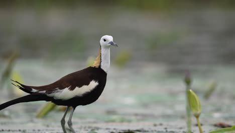 close-up reveals the beauty and elegance of pheasant-tailed jacana bird