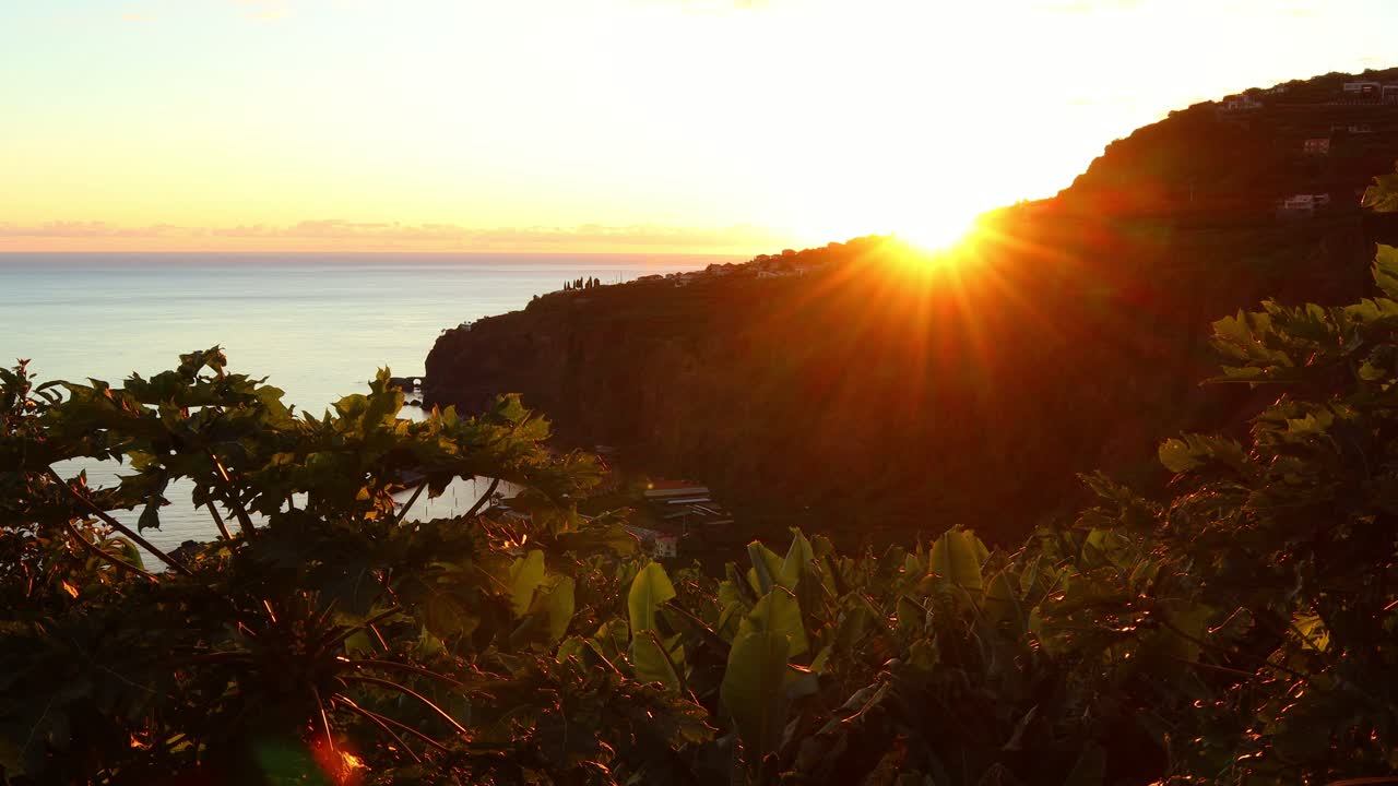 배경에 바다가 있는 바나나 나무와 파파야 식물의 잎에 지는 태양의 따뜻한 빛
