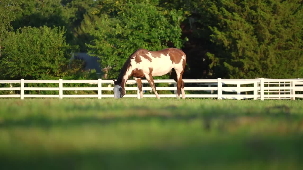 Un singolo cavallo American Paint che mangia nel ranch.