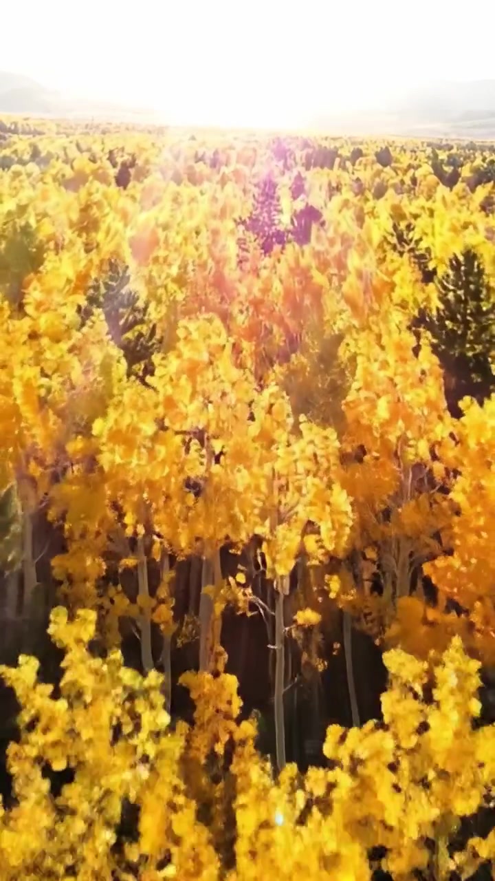 Una Splendida Vista Aerea di Vibranti Foreste Autunnali Avvolte da Luce Dorata, Che Mostra i Colori Maestosi della Natura Durante la Stagione Autunnale