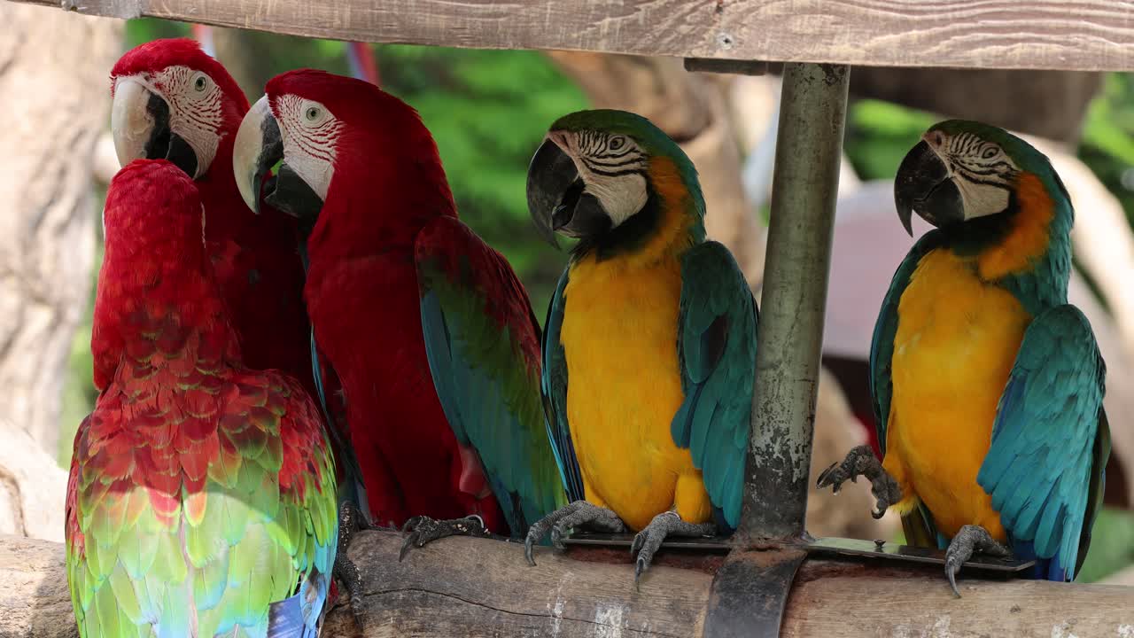 Two macaws socializing and displaying affection
