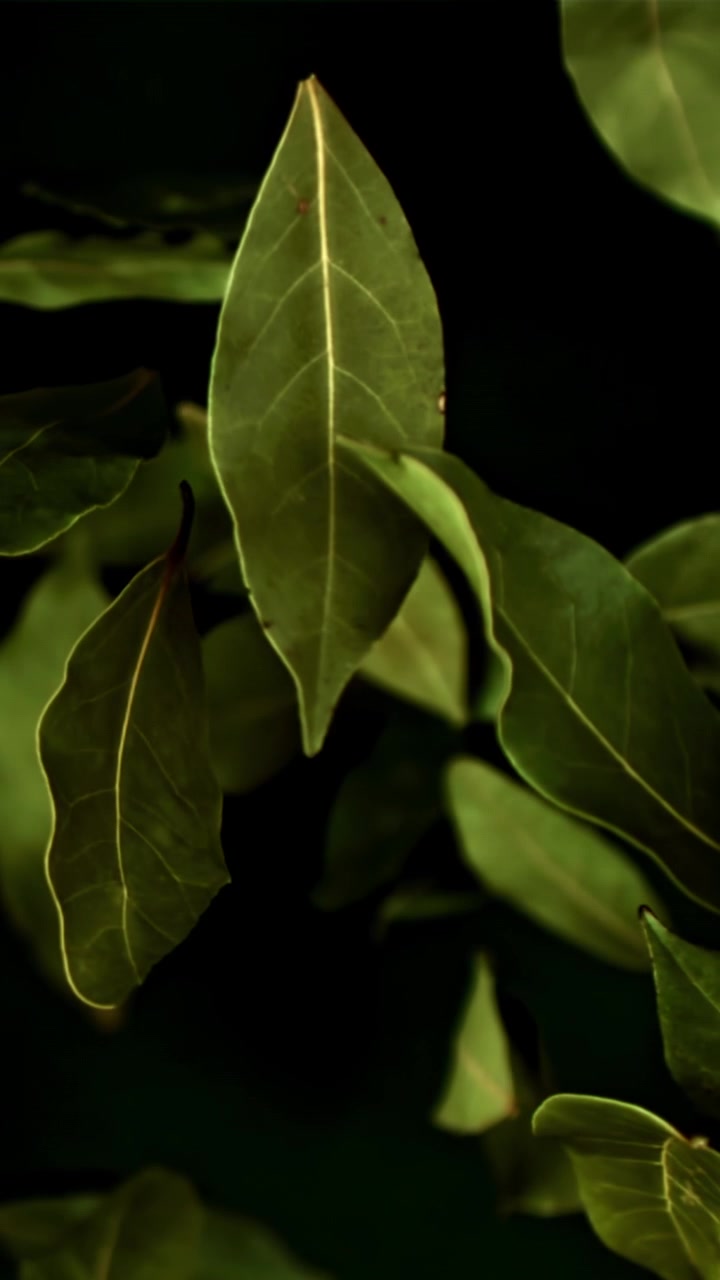 Green Bay Leaves Falling in Slow Motion on a Black Background