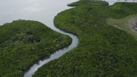 creek and lush green rainforest near magazine island and morey reef in queensland