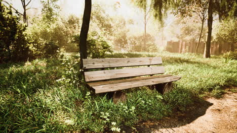 banco de madera en la naturaleza por el árbol