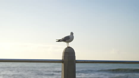 animation of national bird day text with seagull and sea