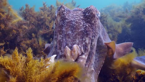 澳大利亞巨型海<unk> (sepia apama) 遷徙 whyalla 南澳大利亞 4k 慢動作,交配,產卵,鬥爭,聚合,水下