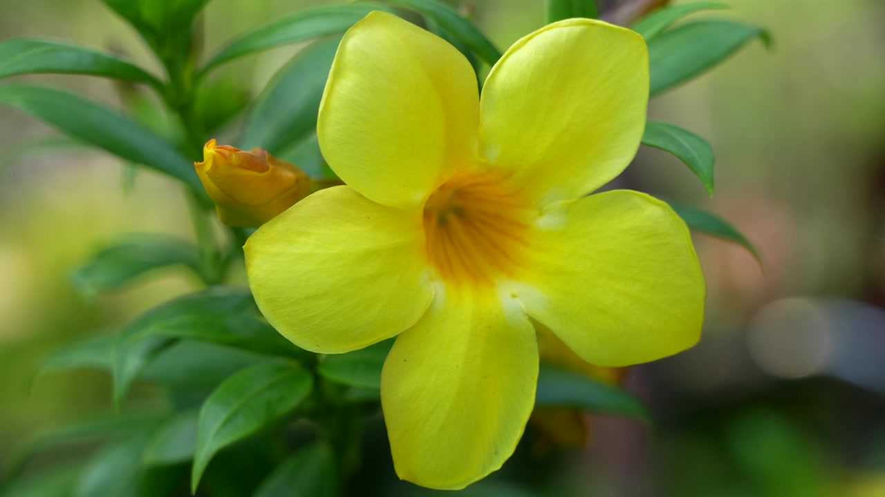 A yellow golden trumpet flower blowing in the breeze with a beautiful green background.
