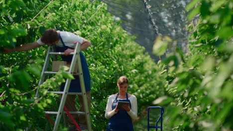 especialistas agrícolas inspeccionando plantaciones comprobando la calidad de las plantas tableta