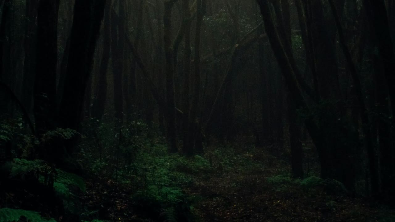 Dark Forest Landscape