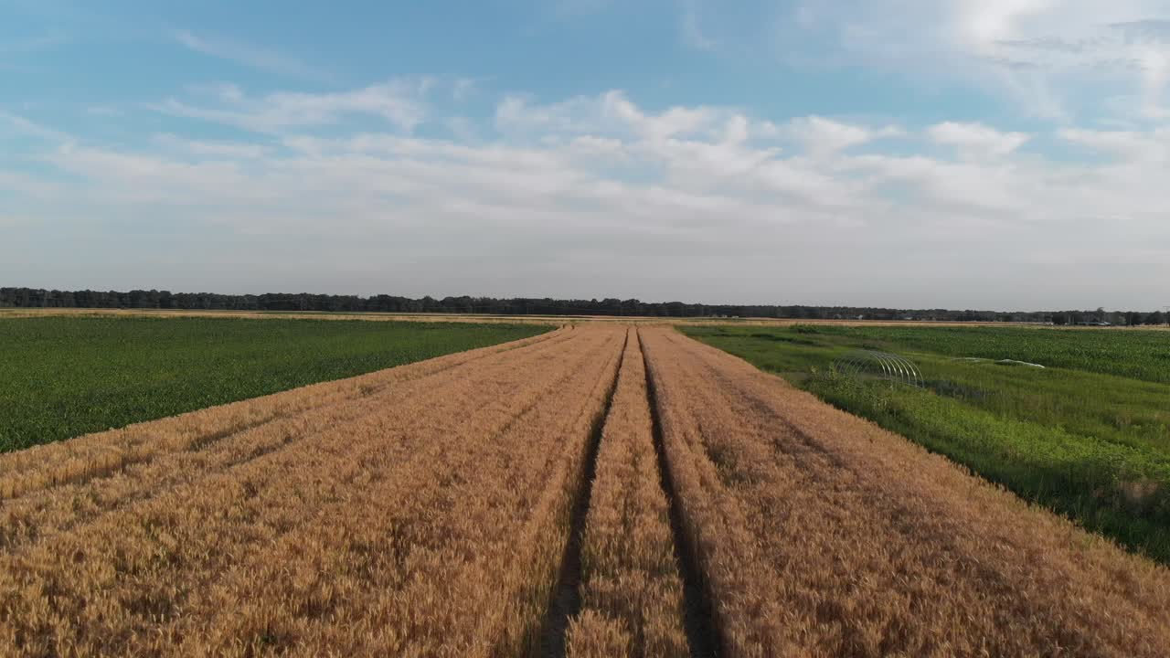 drone flying low and fast over wheat field in Slovenia on hot summer day