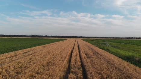 drone volando bajo y rápido sobre el campo de trigo en eslovenia en un caluroso día de verano
