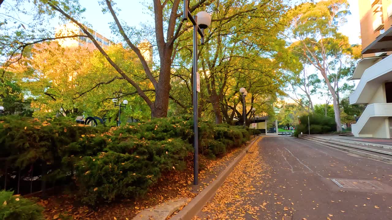 Scenic pathway with trees and fallen leaves