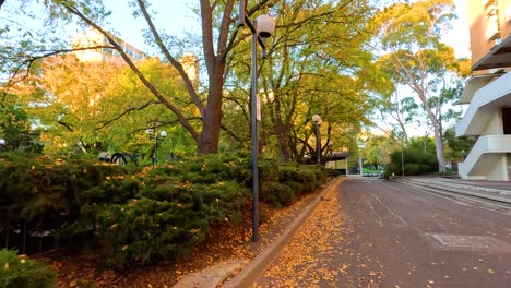 scenic pathway with trees and fallen leaves