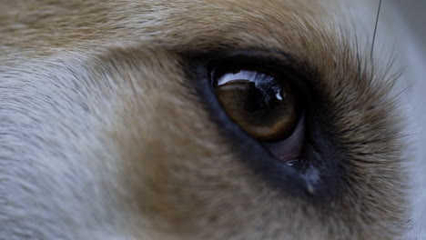 macro close up shot of dog's eye looking around while laying down