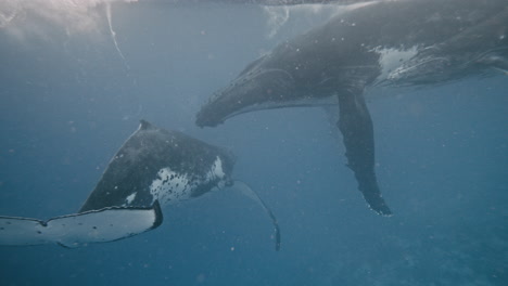 rodzina wielorybów grzbietowych bawi się na powierzchni wody oceanicznej, pompując ogon, aby przesuwać zwierzę w wodzie.