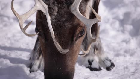 reindeer foraging in snow closeup