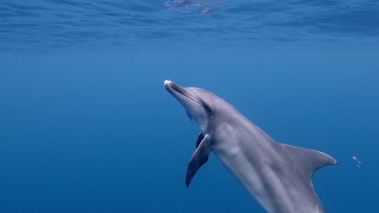 A Lone Bottlenose Dolphin Swimming Close to the Camera in Blue Ocean - underwater shot