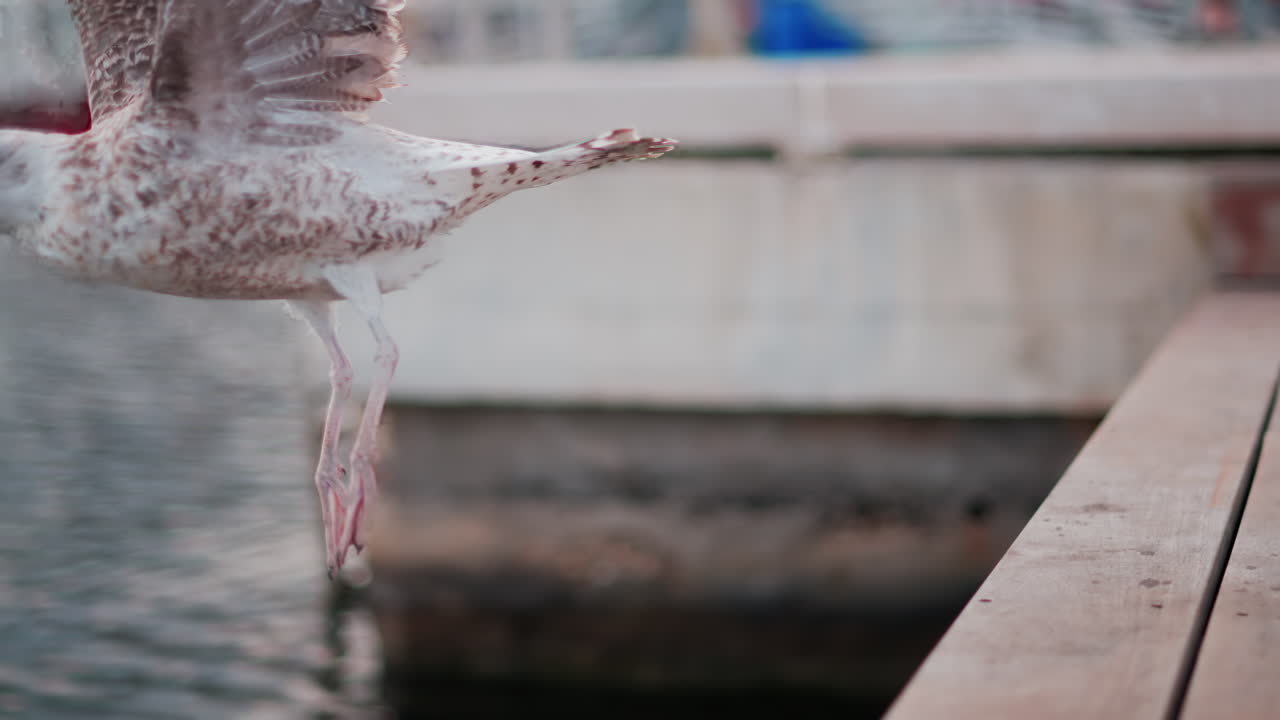 Close up of a seagull on a ledge with a blurred view of a harbour on the background