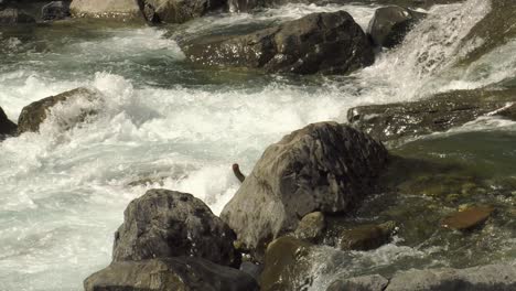 Rushing-mountain-stream-full-of-meltwater,-cascading-over-rocks-in-white-foam