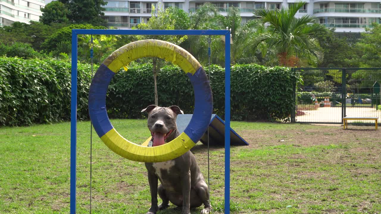 pit bull perro saltando los obstáculos mientras practica la agilidad y jugar en el parque de perros. lugar de perro con juguetes como una rampa y neumático para él para ejercitar