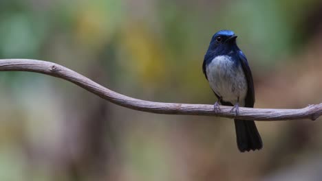 camera zooms in as this bird looks to the right while on a vine, hainan blue flycatcher cyornis hainanus, thailand