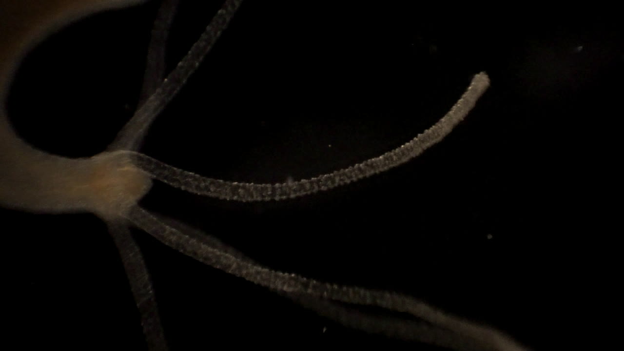 imágenes microscópicas de hidra