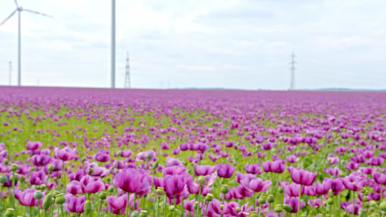 vista panorámica del campo de flores con amapolas moradas y turbinas eólicas