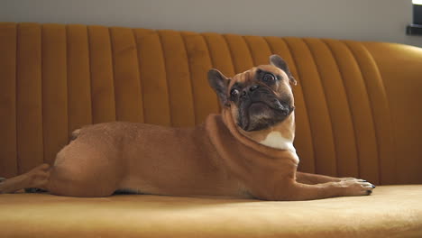 close up shot of french bulldog resting on couch indoors and watching around during sunny day - slow motion shot