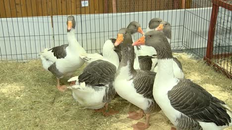 the geese of kurland pose beautifully