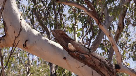 little corella sitting in a nest in a hollowed gumtree, miles, queensland.