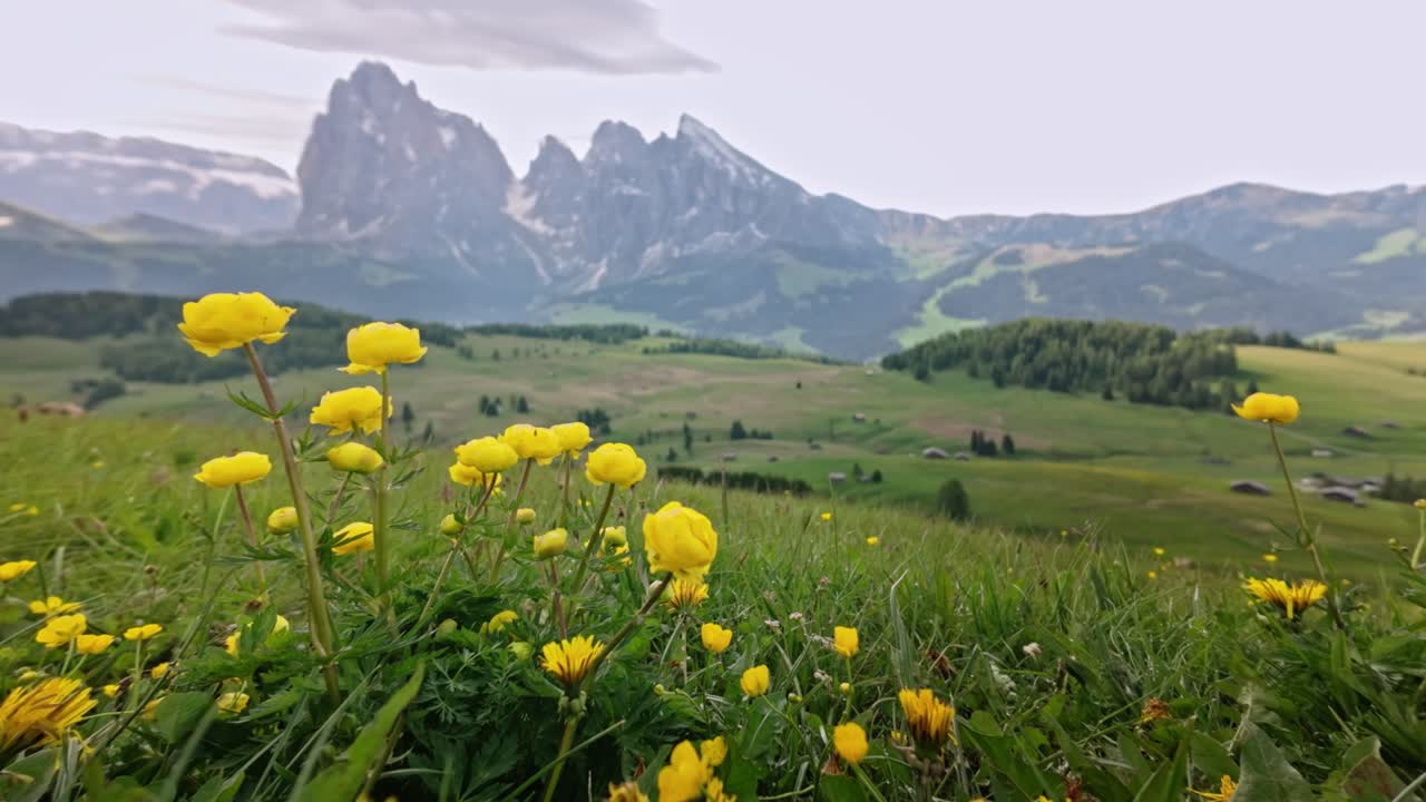 Wild yellow flowers bloom on Alpine meadow in mountain scenery