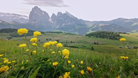 wild yellow flowers bloom on alpine meadow in mountain scenery