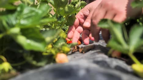 el jardinero recoge una deliciosa fresa del arbusto