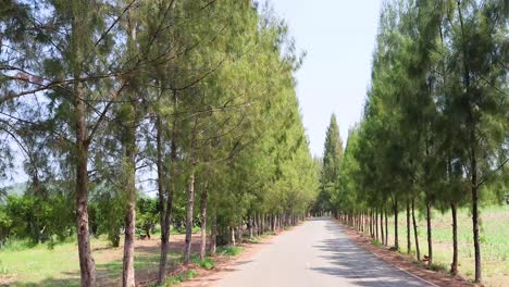 progression along a winding road through a forest