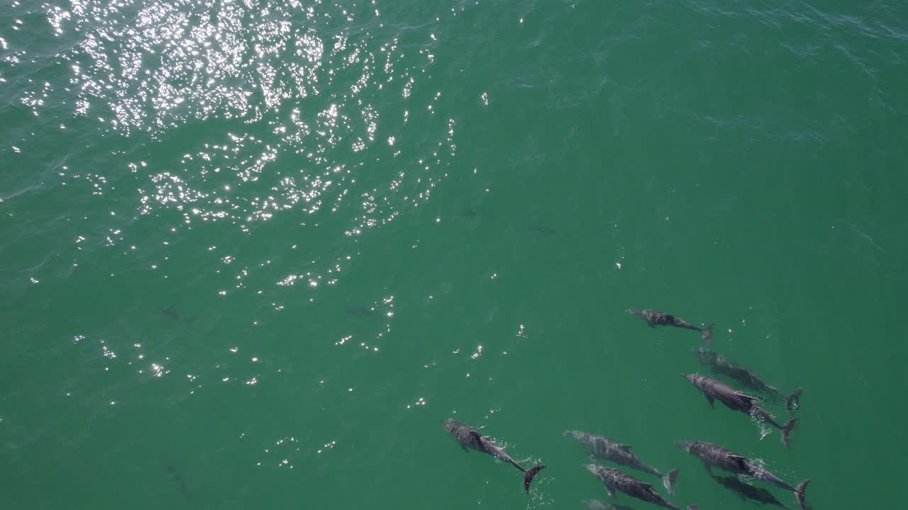 vista aérea de delfines nariz de botella comunes nadando en el mar azul en la bahía de fingal, nueva gales del sur, australia