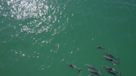 Vista-Aérea-De-Delfines-Nariz-De-Botella-Comunes-Nadando-En-El-Mar-Azul-En-La-Bahía-De-Fingal,-Nueva-Gales-Del-Sur,-Australia