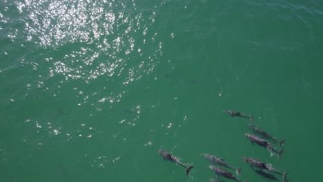 vista aérea de delfines nariz de botella comunes nadando en el mar azul en la bahía de fingal, nueva gales del sur, australia