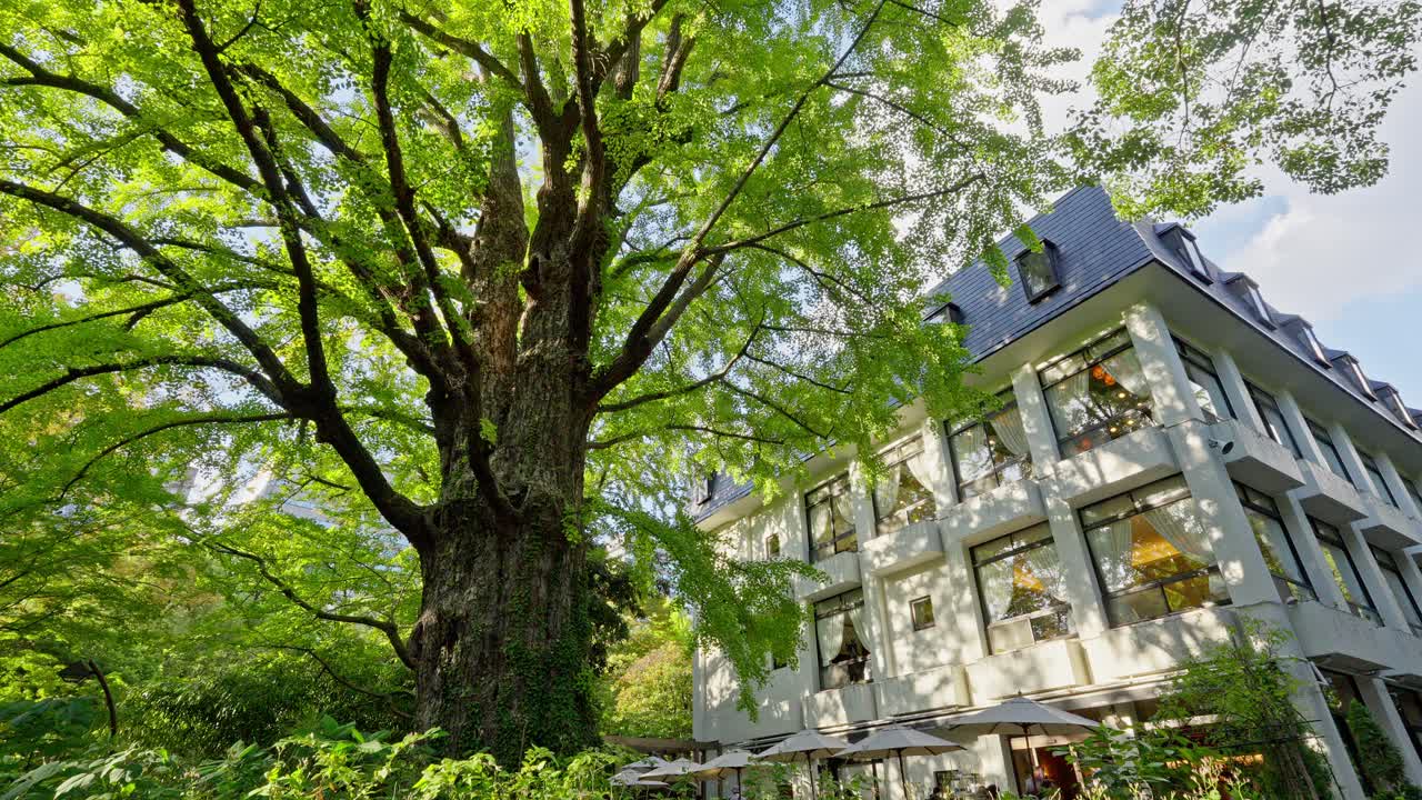 A large, old tree with lush green foliage stands prominently beside the traditional Matsumotoro restaurant building in Hibiya Park.