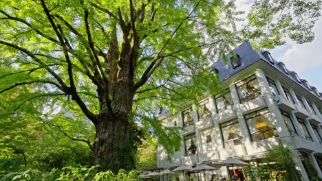 a large, old tree with lush green foliage stands prominently beside the traditional matsumotoro restaurant building in hibiya park.