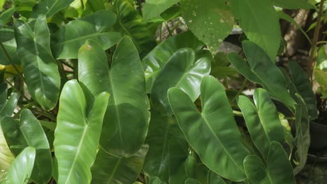 hojas verdes de un árbol ondeando en el viento