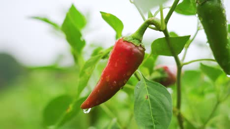 Eine-Übersichtsaufnahme-Einer-Roten-Und-Einer-Grünen-Ungeernteten-Jalapeno-Chili-Im-Grünen-Garten