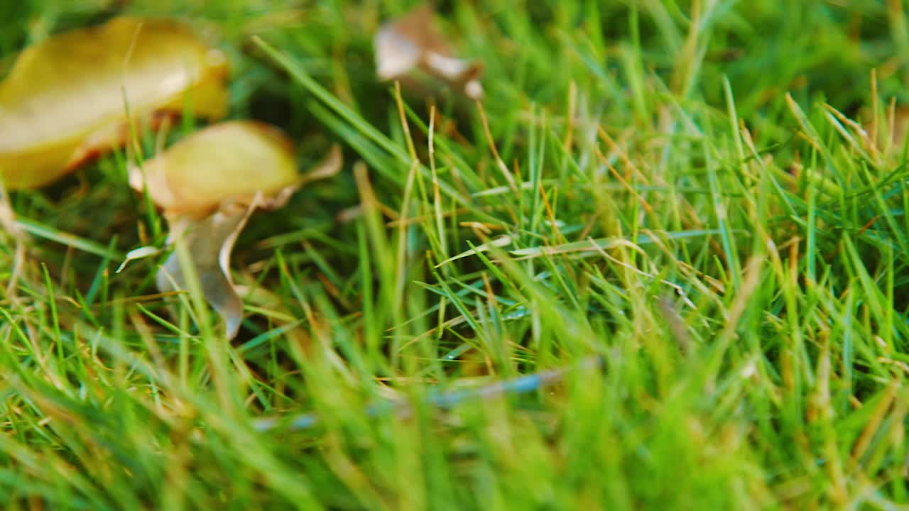 vista del campo de hierba verde con hojas caídas secas en primavera