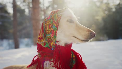 dog in a red scarf in the snow