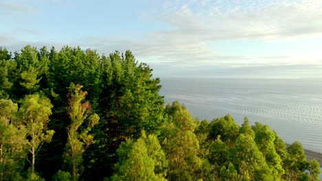 Aerial-Flying-Over-Coastal-Green-Trees-To-Reveal-Low-Tide-Beach-Beside-Pacific-Ocean-Waters